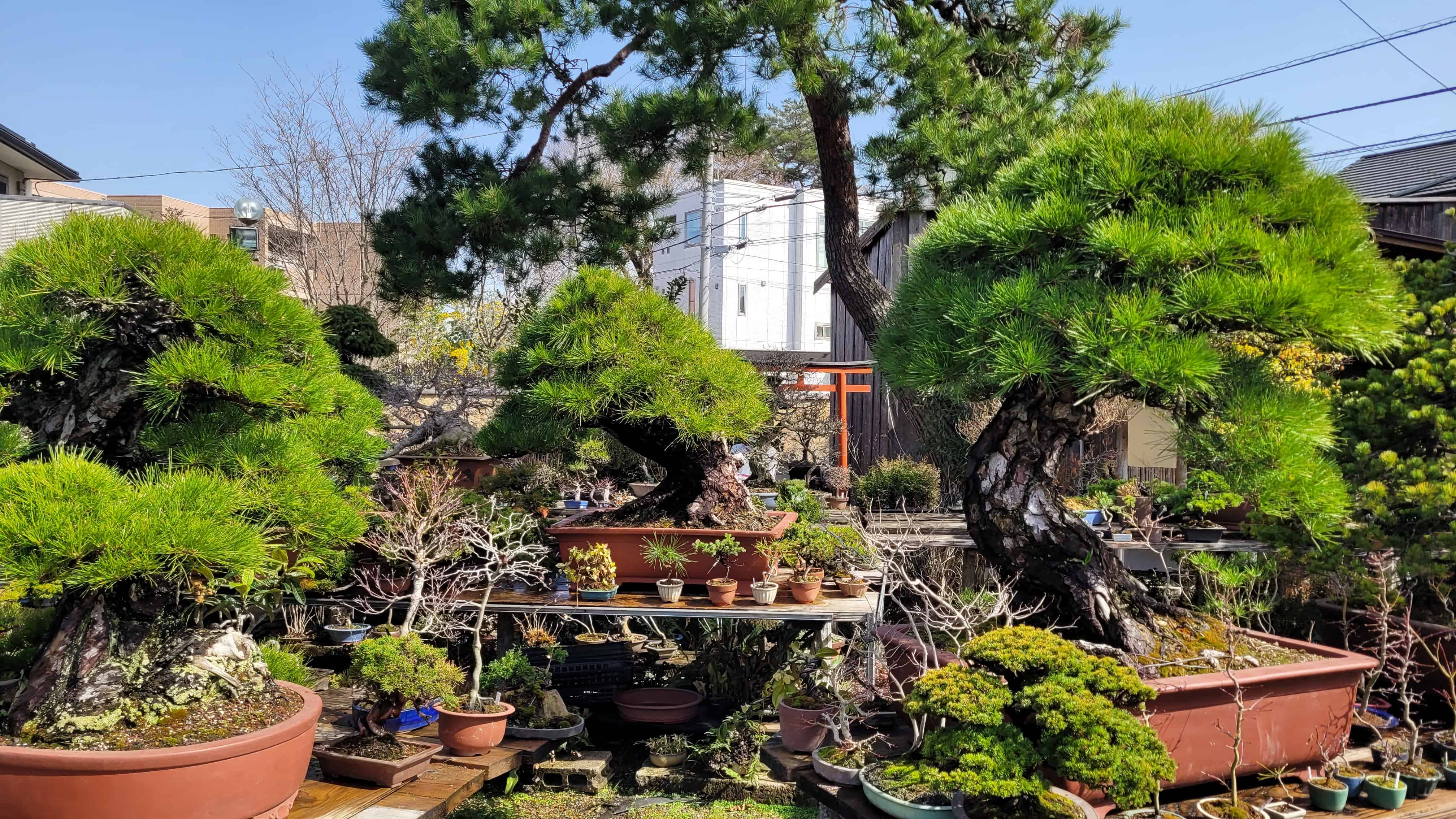 A pine bonsai tree from omiya in Japan